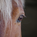 我流完全ポイント制競馬～期待値高い馬知りたい人専用～