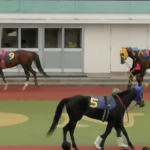 パドック侍の1点予想【中央競馬】