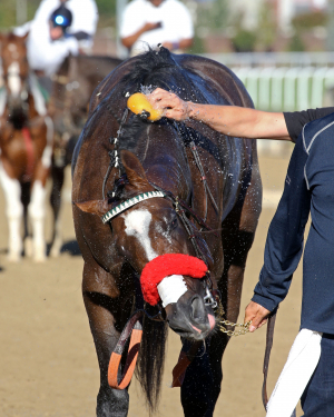 所長の中央競馬　馬券BOXトレード