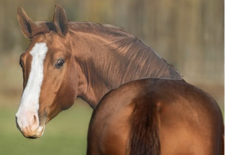 ★★★競馬一撃★★★ 的中率40% 10月回収率　108%