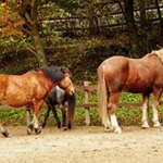 荒くんの地方競馬予想