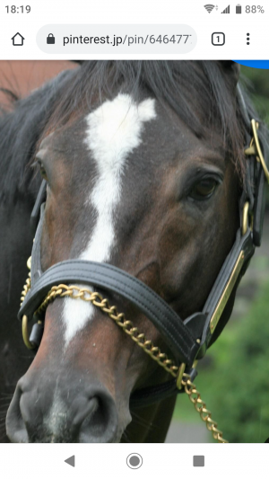 ゆうの競馬予想